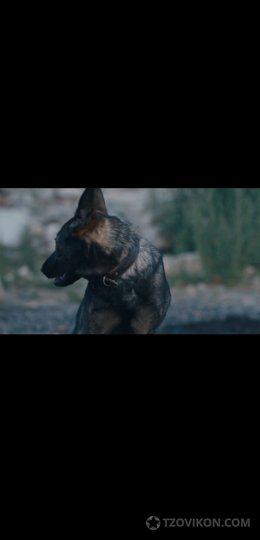 Новинка кино сериала солдат по кличке рекс
- отзывы